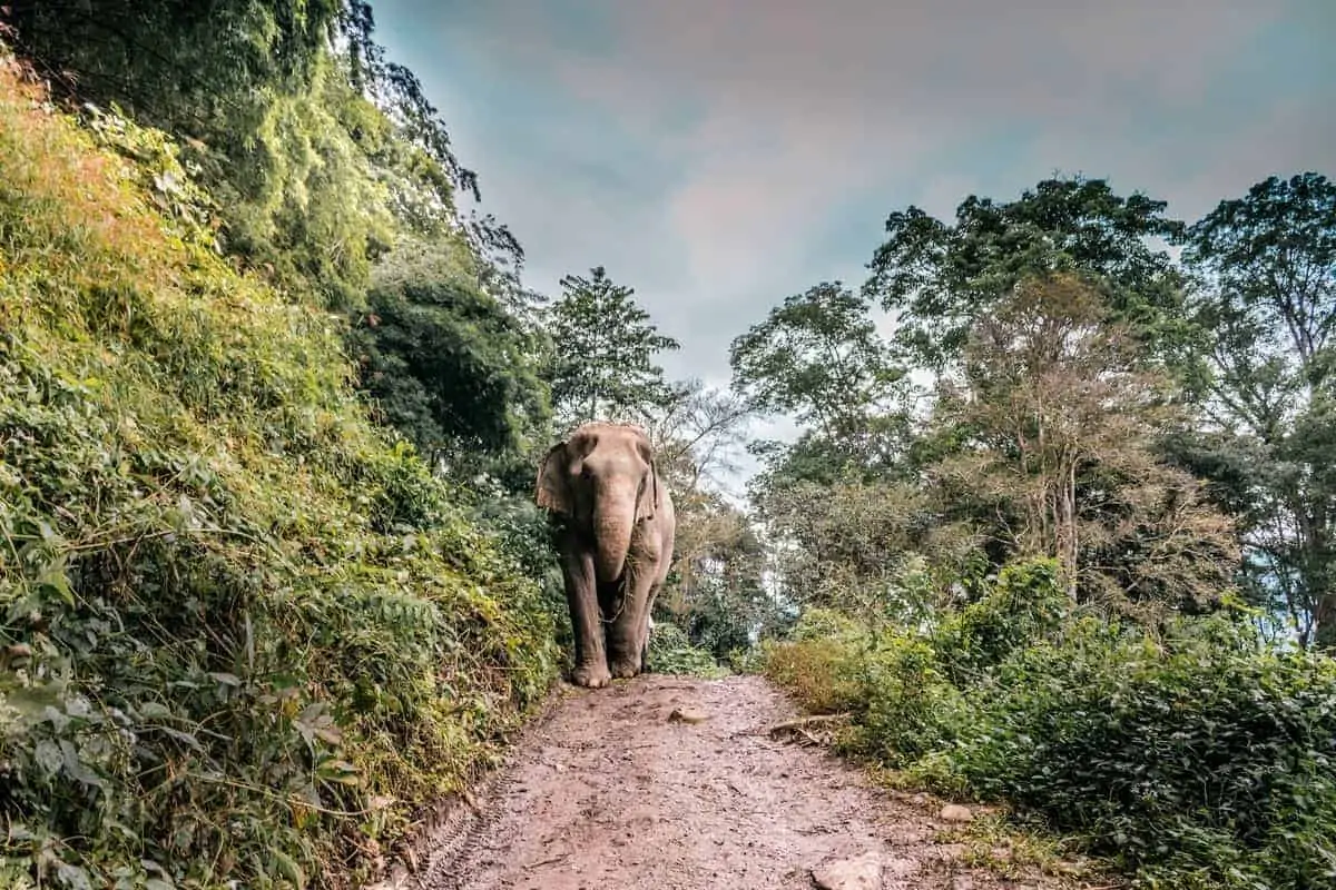A Guide to the Incredible Wildlife in Thailand