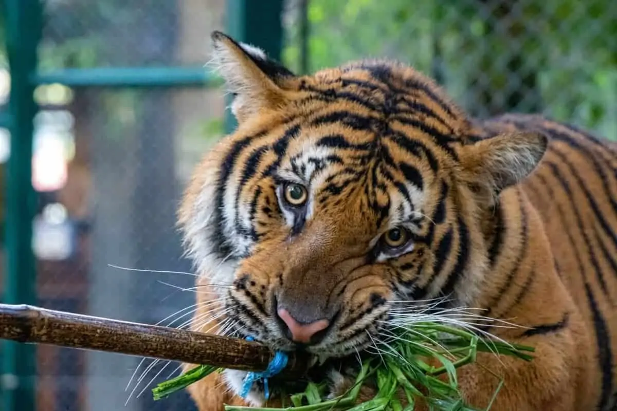 visit tigers in thailand