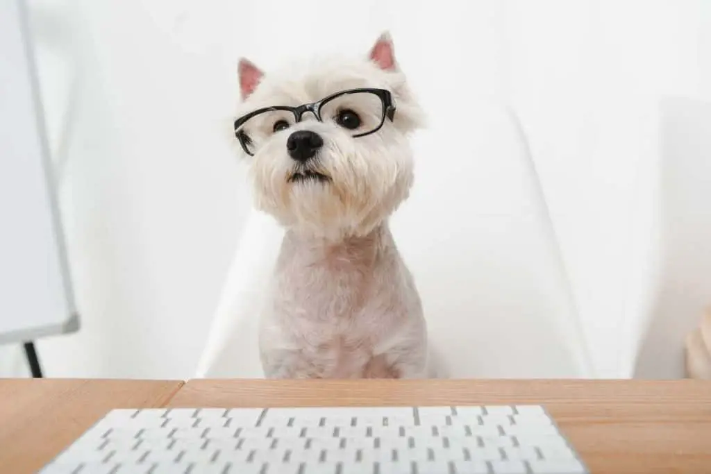 How dogs will help your business succeed