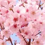 Sakura Spectacle: Chasing Cherry Blossoms Across Japan