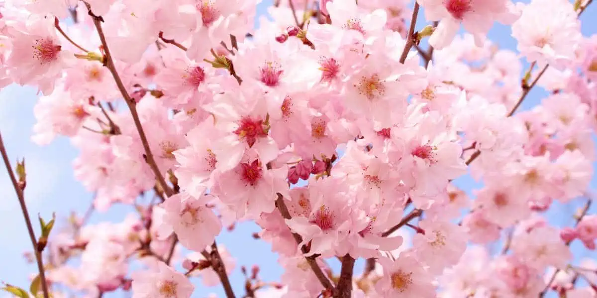 Sakura Spectacle: Chasing Cherry Blossoms Across Japan