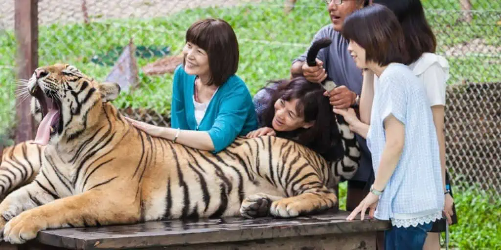 Thailand Wildlife Tiger